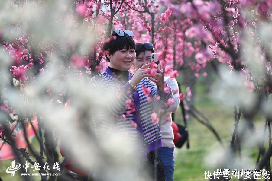 踏青赏梅 享受春光「组图」
