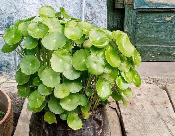 喜水|4种花嗜水如命，一次也不能缺水，不然就黄叶，看看你家有吗