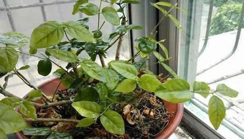 茉莉月季花苞没开就掉光现在按这法子救,花苞重新挂满枝