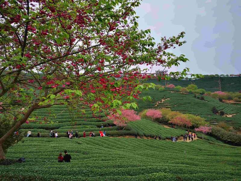 福建漳平：正是“茶绿樱红”时