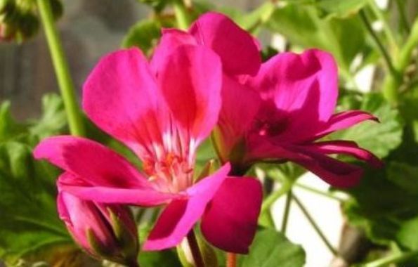 家养|从5月18日开始,家养此款花卉,花开富贵华丽,姿态万千,美