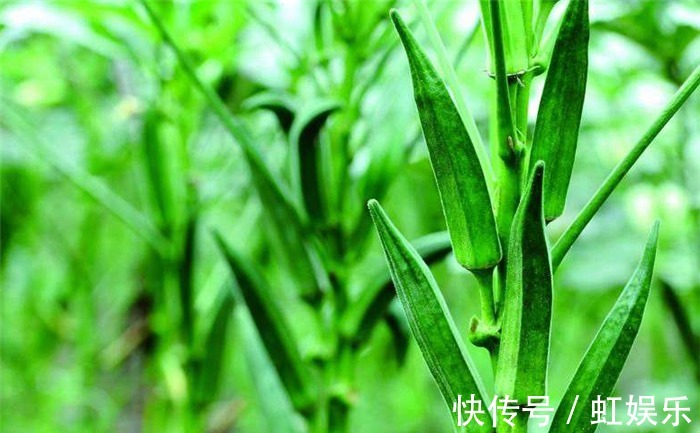 男性|农村植物“黄秋葵”，喜欢温暖的生长环境，男性多吃对身体有好处