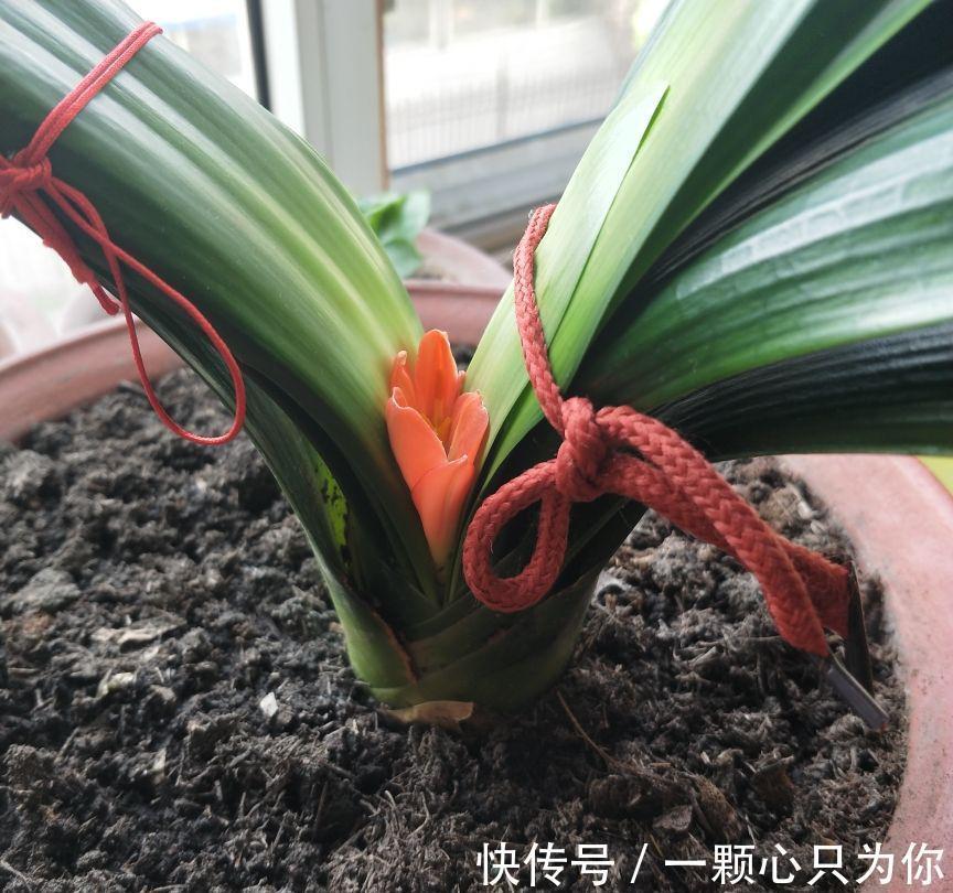 君子兰“夹箭”开不动?学会2招,只要7天,就把花箭拽出来