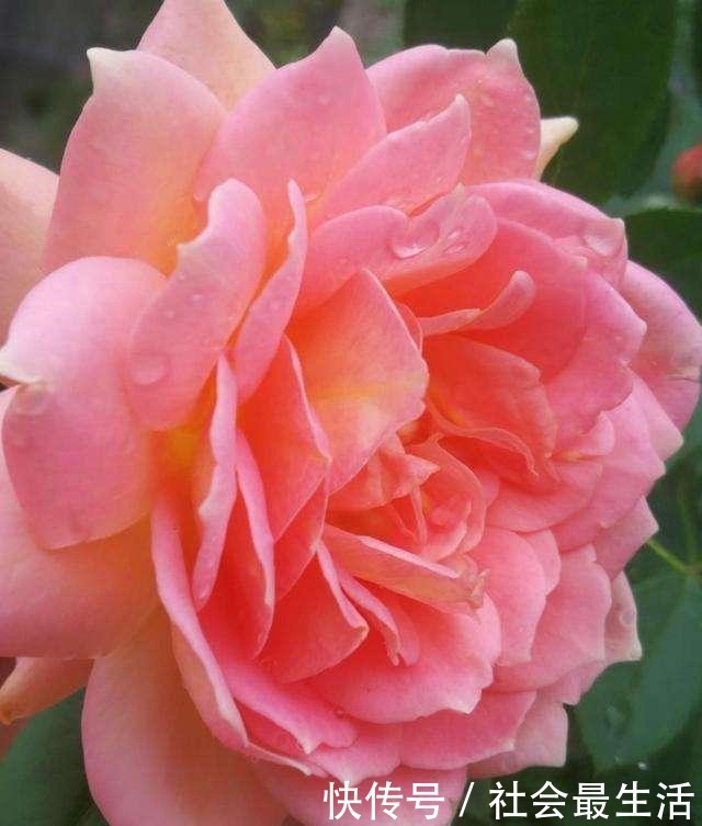 5种花,开花时间超长,养一盆一整年都开花!