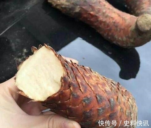 农村山上一株野草,功效胜过冬虫夏草,男人吃了再也不喊肾虚了