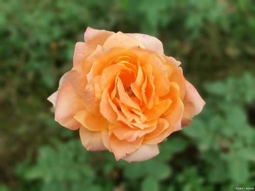 月季花在花期能够开出漂亮的花，需要满足4个条件，缺1条都不行