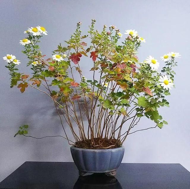 山野草，也高雅！