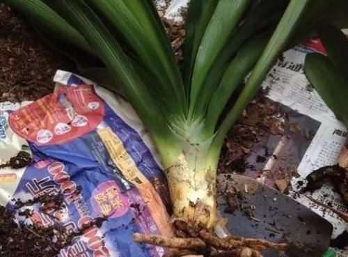 药片|过期小药片不要丢,尤其是这3种,用来养花,生根快开花多