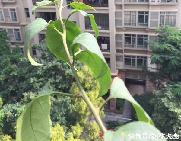 月季|8种花，现在快施肥，秋天开出满树花