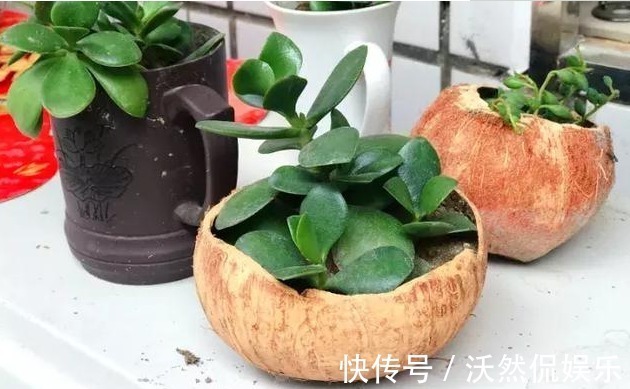 花盆不用买随手拿“1物”,放点土进去,比买的花盆还好看!