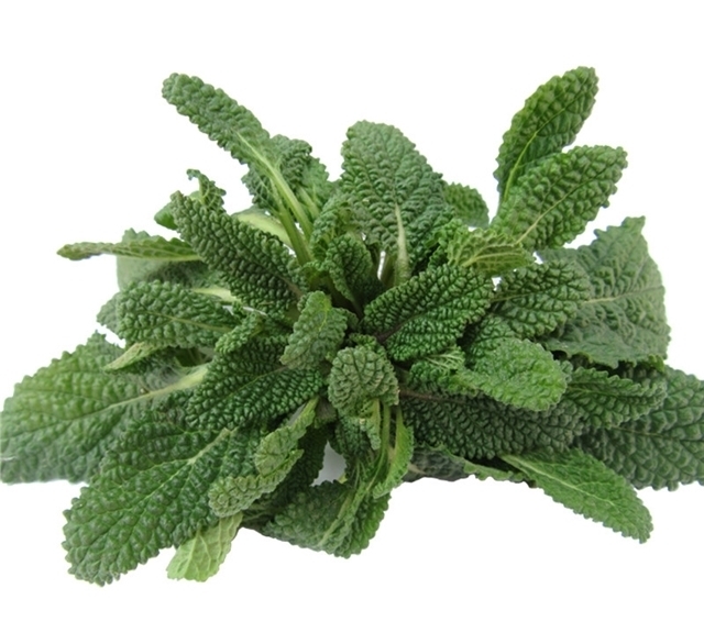 蟾蜍草|農(nóng)村這個(gè)草，葉子看起來(lái)坑坑洼洼，它的價(jià)值珍貴