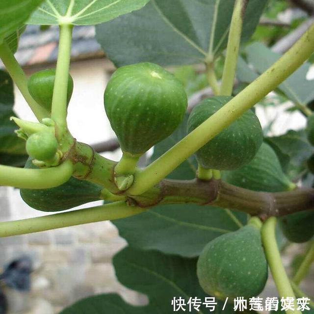 无花果|阳台种“无花果”,注意3个小细节,不掉果,果子多,甜又大!