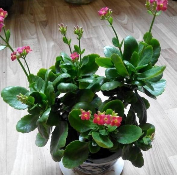 长寿花|爷爷养的长寿花，30天1盆变成30盆，阳台都摆不下了