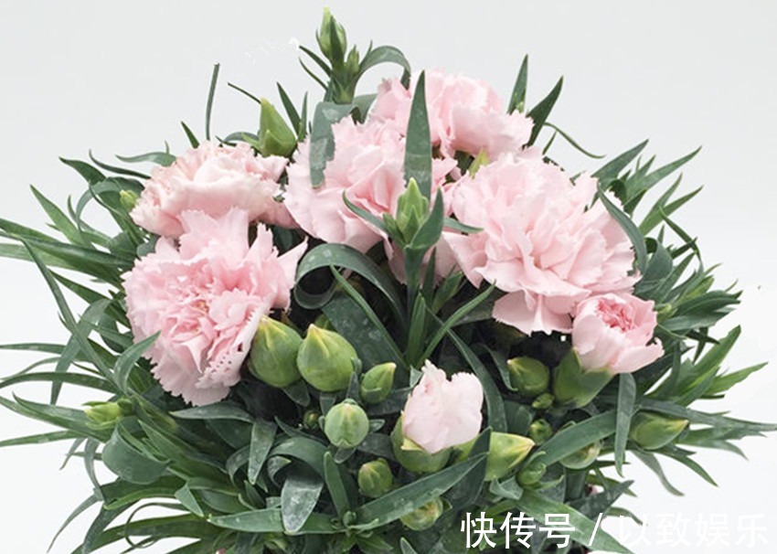 病虫害|养花不要乱施肥,花卉缺什么看叶就知道,科学施肥才能养好花