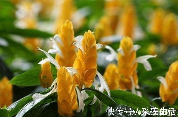漂亮|这款花卉养在家里，金黄灿灿，寓意吉祥富贵,是漂亮又好养的花