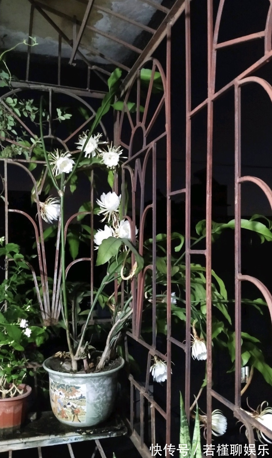 养了3年的昙花,终于开了50朵花,真是有“仙气”