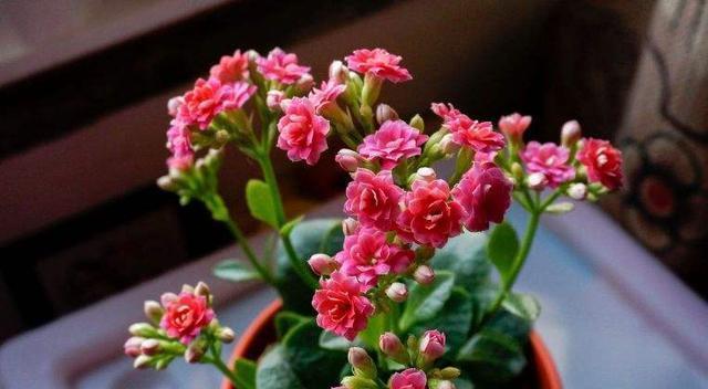  长寿花不长花苞，只控光用处不大，学会三控，花苞越来越多