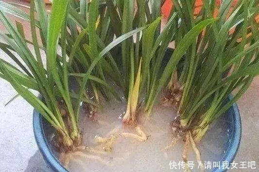 6种兰花,一开花香飘满屋,越养越值钱!6种兰花,一开花香飘满屋,越养越值钱!