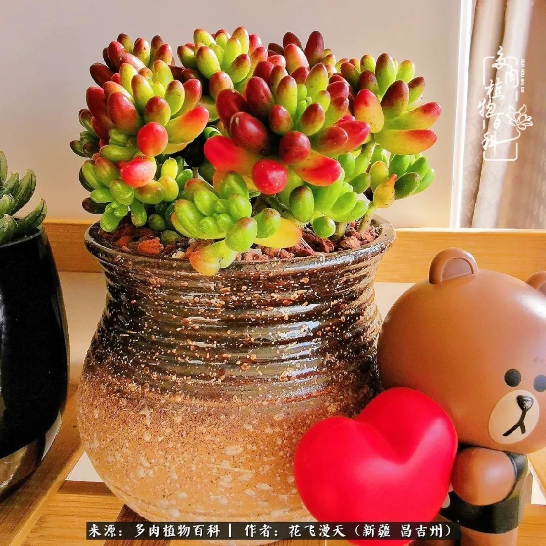 对多肉是发自内心的喜欢,心甘情愿被它们俘虏!