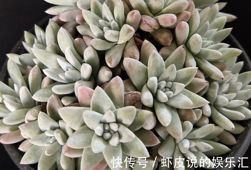 多肉植物拼盆危害很大,不了解它们就拼盆,来看看拼盆会怎么样