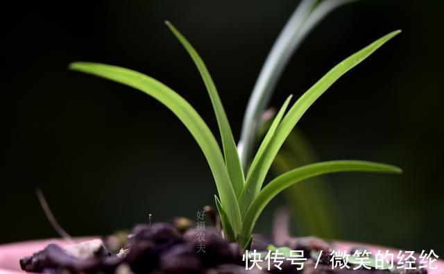 兰苗|怎么判断兰花缺少氮磷钾?学会这三招,养不好兰花都难