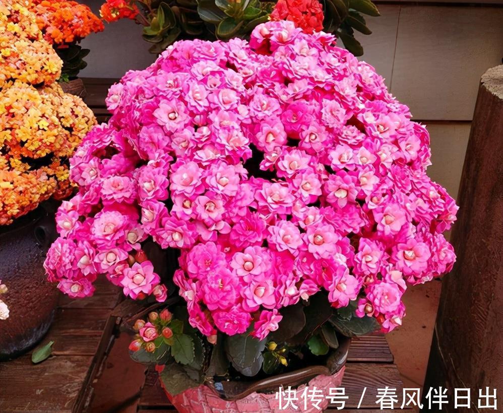 叶片|适合9月养的花，花大色艳，爱开花，很漂亮，关键很好养