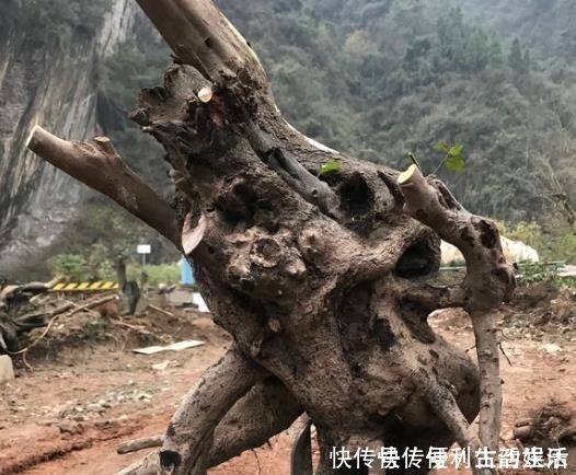 植物|别再养发财树、金钱树了,此种树,山上“挖1棵”,养成老桩值钱!