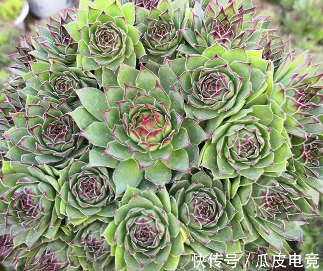 苏珊娜|观音莲这样养,不用施肥照样长满花盆