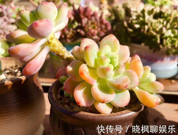 多肉植物该如何配土选对了，生根发芽就很快，新手涨姿势