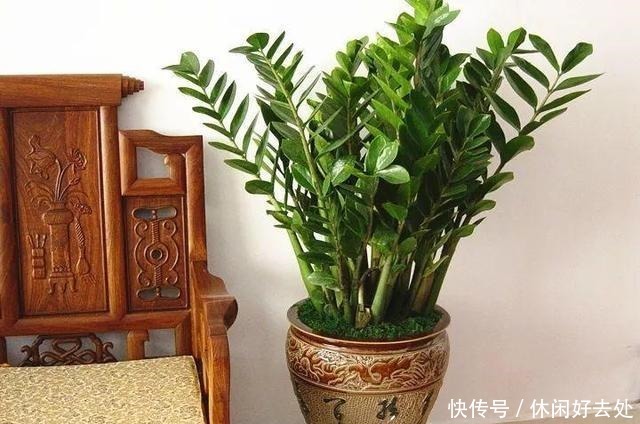 老花匠透漏，家里养花，别放“2个位置”，不然啥都“养不活”！