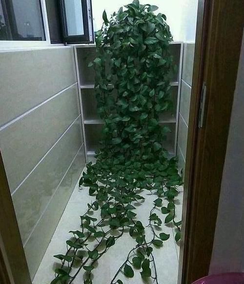 植物|老花农养植物从不买肥料，浇水时加点它，绿萝一个月能窜上天