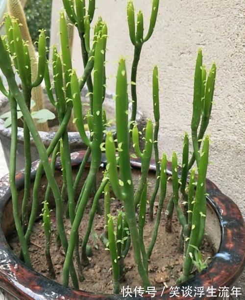 花儿|家中无法养这三类绿植,白送都不要,危害很大不建议养