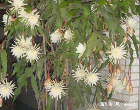 居家养花浇水加上这三种东西,轻松养到爆满盆,便宜又好用