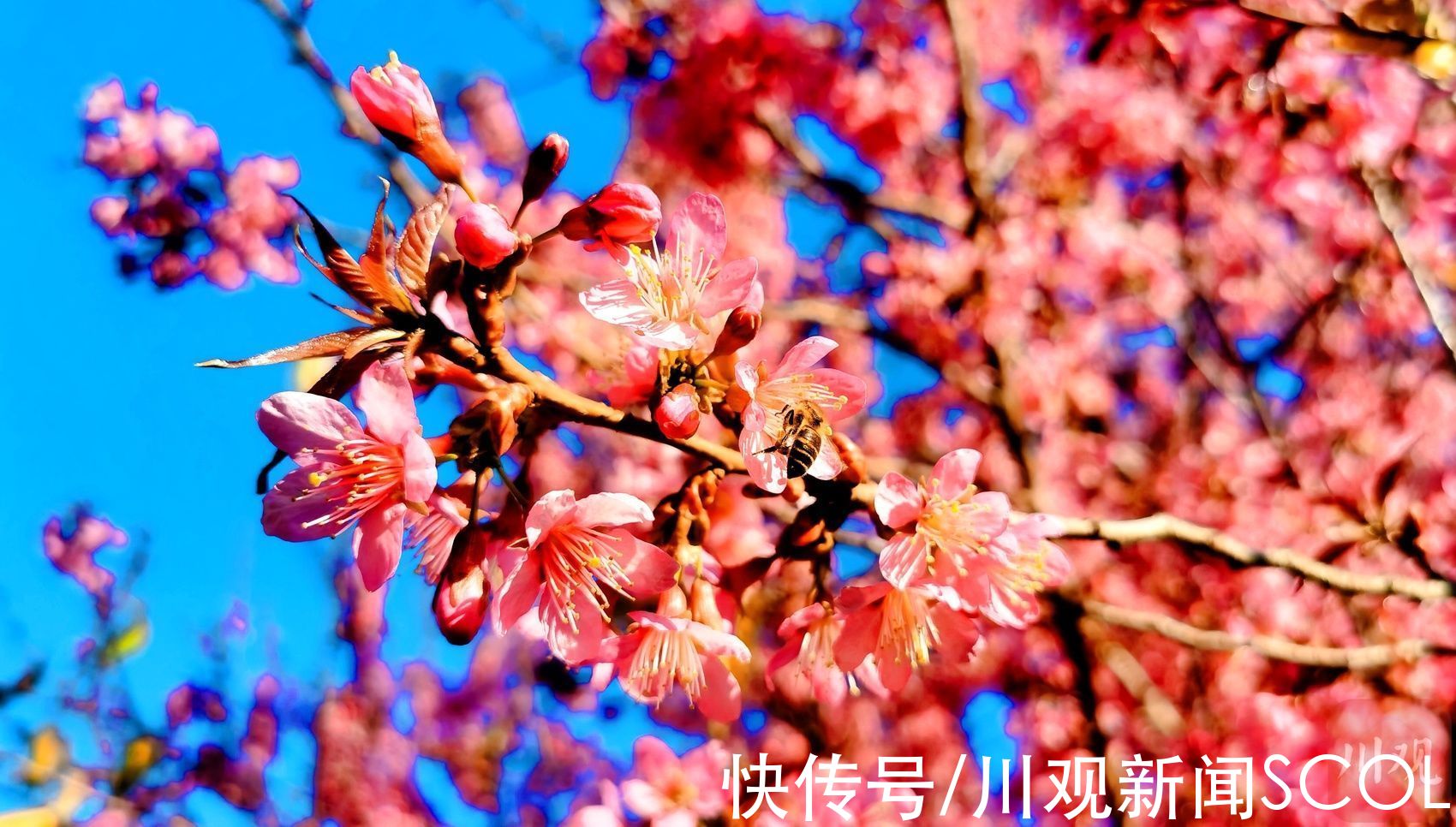 樱花|别地飘雪 这里却是樱花盛开！来邂逅这场“粉色浪漫”吧