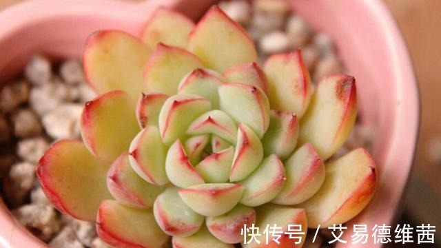 养活|为什么你家的多肉就难养活! ——死亡指南