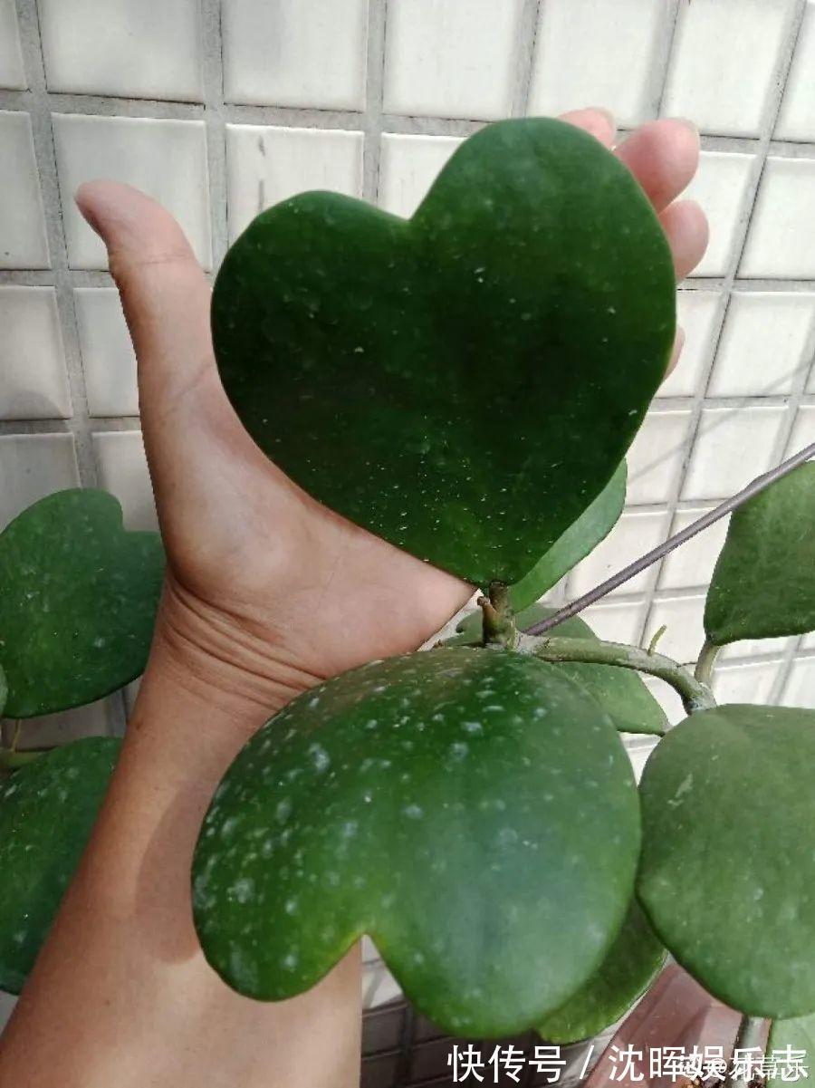 非洲堇|这花送人，只用送一片叶子，插土就活不心疼！