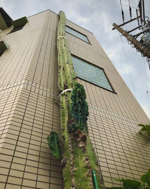 看了这群日本网友家养的“仙人掌”,画风太搞笑了