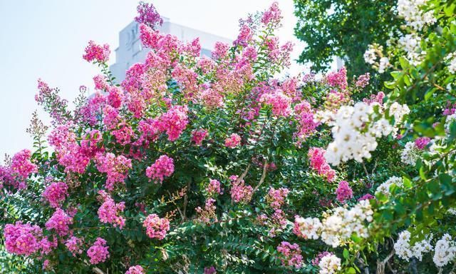 观赏价值|口碑好的“3种花树”，适合种在院子里，能让庭院更高档