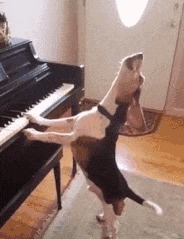 |搞笑GIF:不知道该哭还是笑 一进门看到男友偷用我的东西