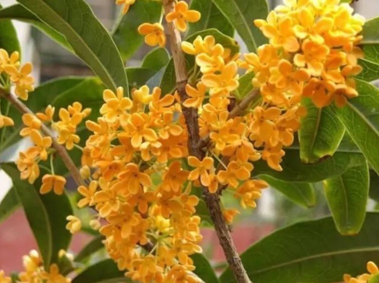 修剪|养桂花，就施“1种肥”，不仅“现在”开花多，来年花更多！