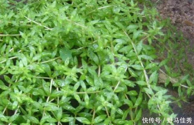 肝病患者|4物是肝炎、肝硬化的“克星”,餐桌上敞开了吃,肝病或许不来扰