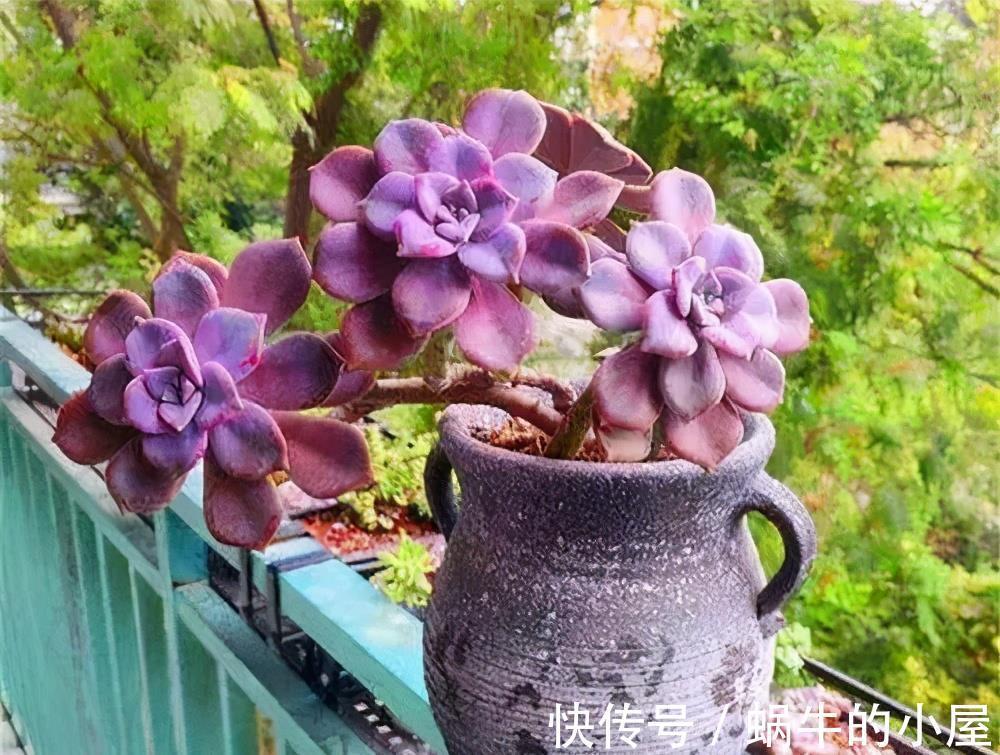 紫色|养多肉紫乐,教你3个小妙招,叶子肥厚上色美,轻松度夏长势旺