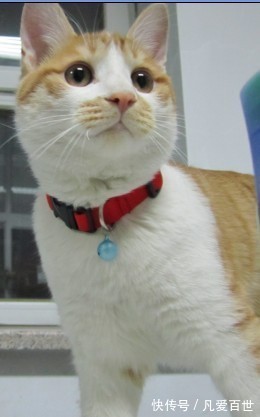 |搞笑动图:家有懒狗一只,谁要领走吧!