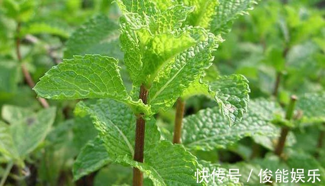 怡人!此花香气幽雅怡人,淡雅花朵却是清而不俗,寓意为愿与你再相逢