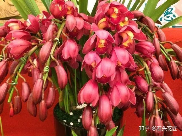 养花总是“烂根”，学会4个“科学”方法，家里绿植“嗖嗖长”