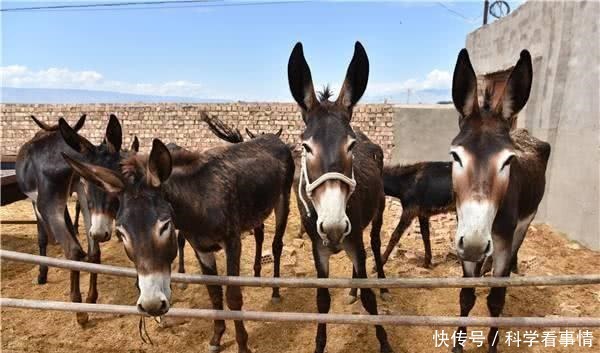 驴肉好吃又有营养，一头驴价格也不低，为什么养驴的人很少