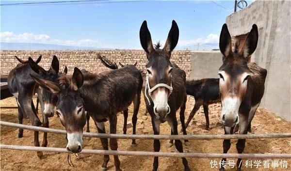驴肉好吃又有营养,一头驴价格也不低,为什么养驴的人很少