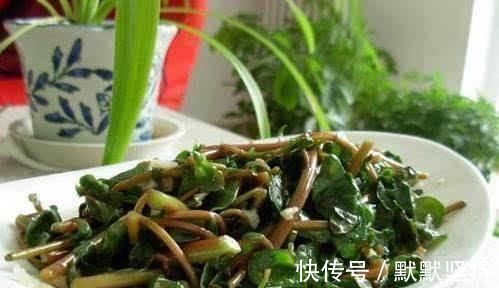 野菜|马齿苋被称为“抗生素”，可应该用根还是叶子营养师别吃错