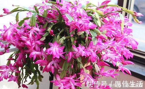 蟹爪兰有5怕,了解掌握,不黄叶不掉花苞,越长越旺!