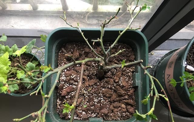 月季横拉很简单,做好这四点,芽点萌发多,花开多又美